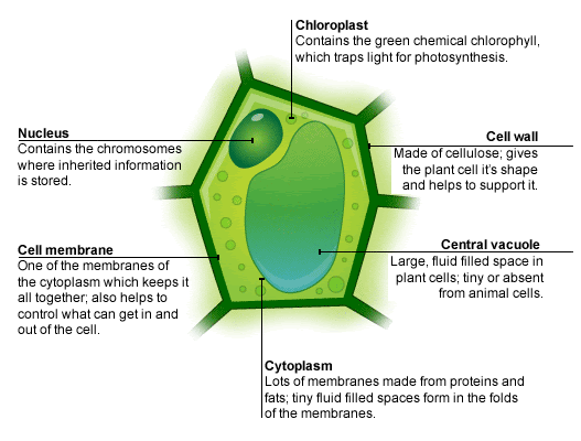 What Does The Nucleus Do In A Plant Cell Paperwingrvice Web Fc2 Com