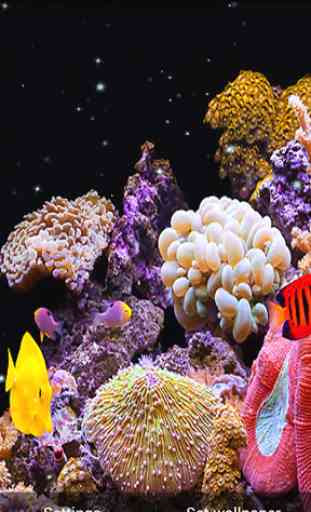Aquarium Fond D Ecran Anime Application Android Allbestapps