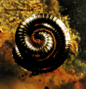 nine inch nails closer to god