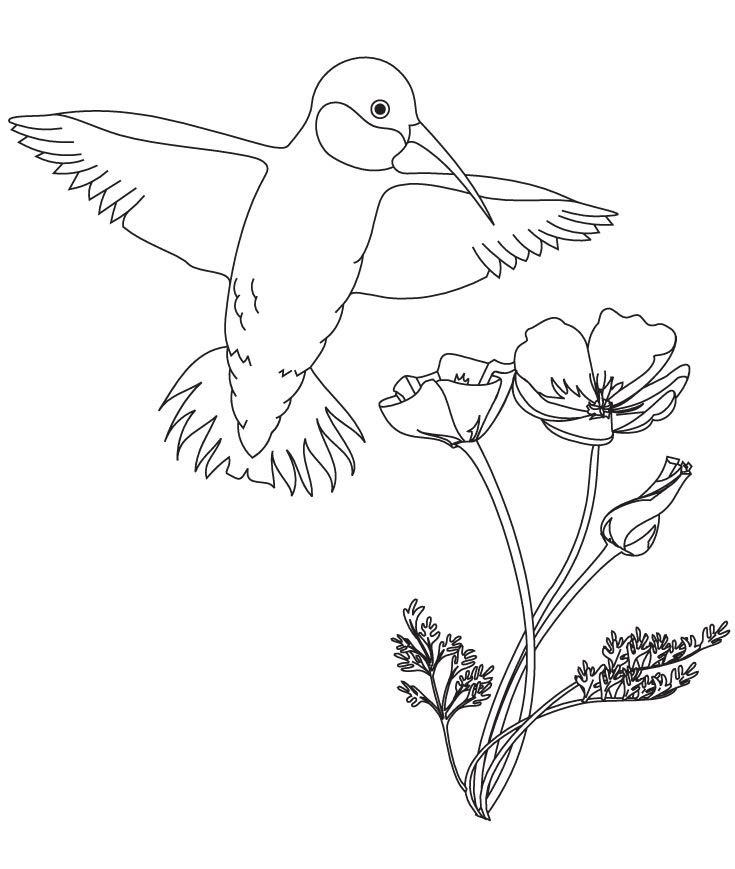 Hummingbird with flower coloring pages | Download Free ...