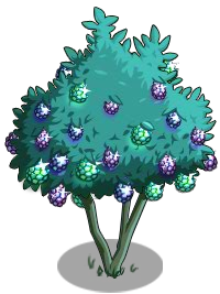 Gem Fruit Tree Ready to Harvest