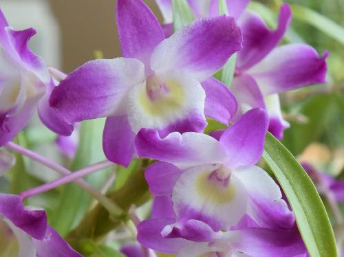 はなq セッコク属 ラン科 草花や樹木の図鑑
