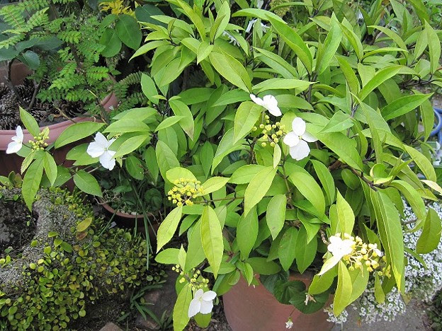 鉢植えの常緑アジサイ 写真共有サイト フォト蔵