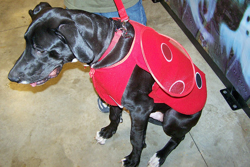 Topics related to Ladybug Tattoos