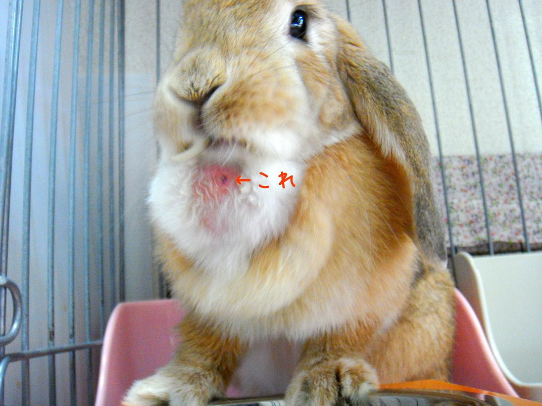 大阪でもうさぎのおかん 12年4月