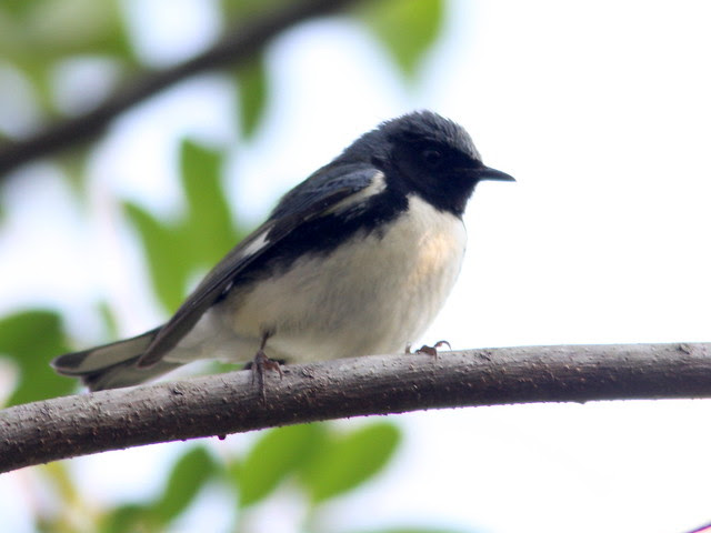 Black-throated Blue Warbler 20110414