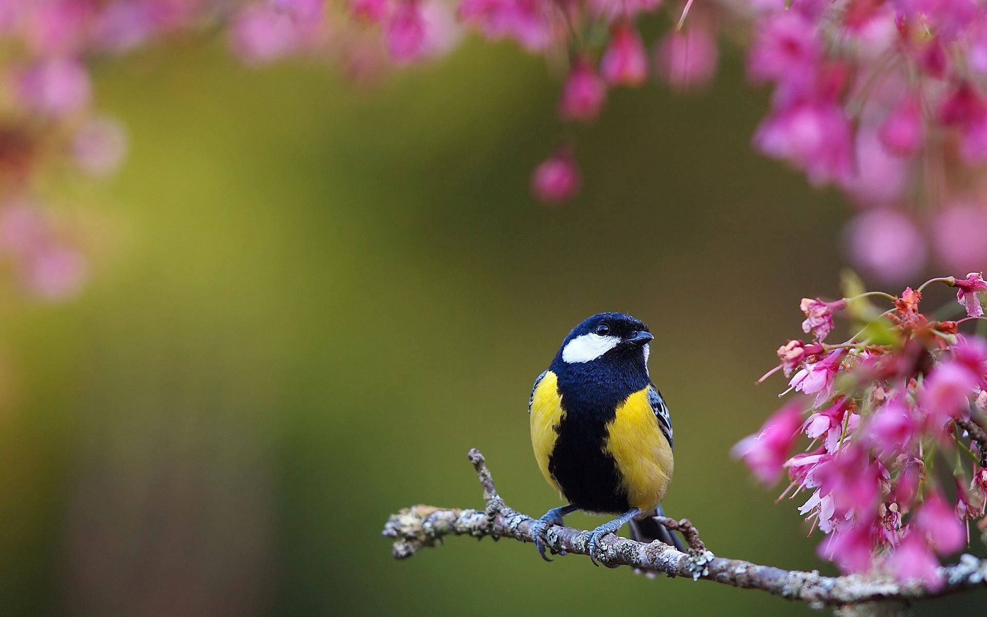 Titmouse Computer Wallpapers, Desktop Backgrounds 1920x1200 Id: 461729