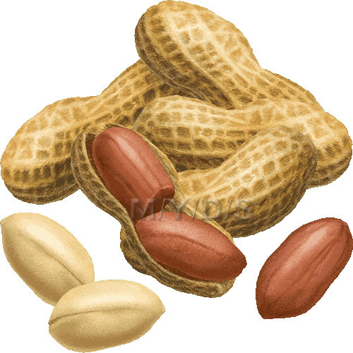 落花生 ピーナッツのイラスト 条件付フリー素材集
