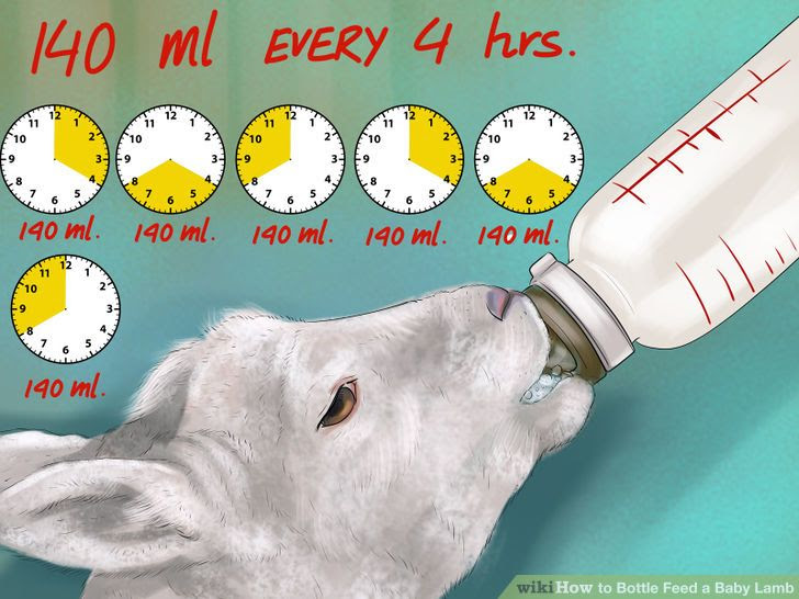 Bottle Feed a Baby Lamb Step 6 Version 2.jpg