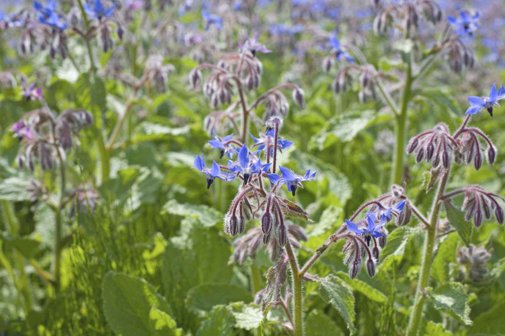 星形の青花が美しい大型のハーブ ボリジ イタリア野菜 西洋野菜通販 アトラクティーボ