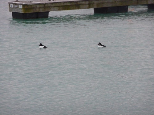 Goldeneye (ducks?)
