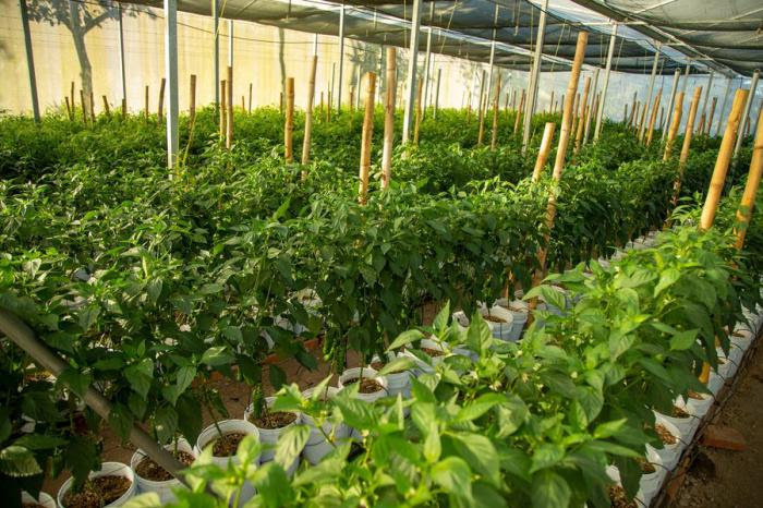 El Programa Mundial de Alimentos de las Naciones Unidas (WFP) es la organización de ayuda humanitaria más grande que lucha contra el hambre en el mundo.