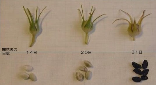 アサガオのたねはどうやってできる