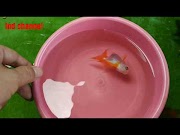 Inilah Cara mengatasi ikan koki berenang terbalik dan cara memberi makan pada ikan , viral!