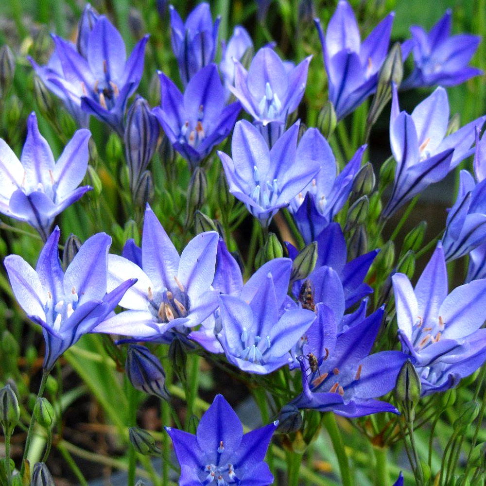 TRITELEIA QUEEN FABIOLA SUMMER BLUEBELL GRASSNUT SPRING ...