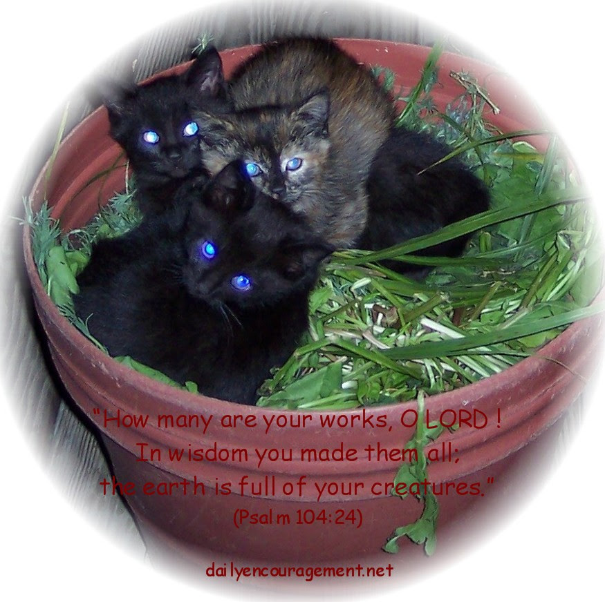 Kittens in planter