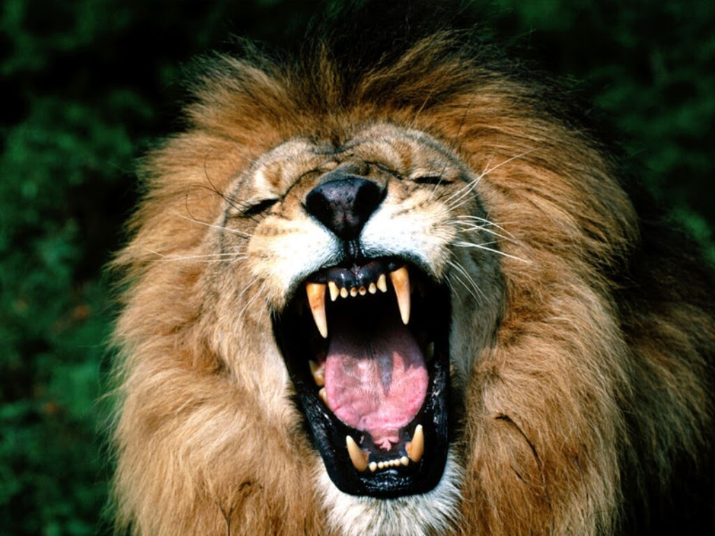 http://25.media.tumblr.com/tumblr_mb17nflmC11qc5pbdo1_1280.jpg