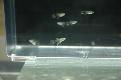 グッピーに始まりグッピーに終わる Dyリボン稚魚