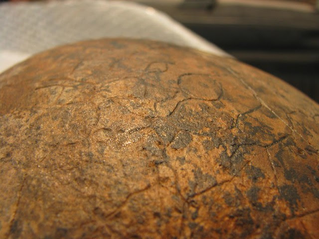 Pachycephalosaurus dome