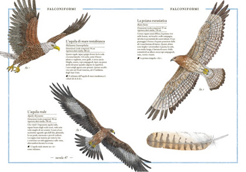 Inventario illustrato degli uccelli, Virginie Aladjidi, Emmanuelle Tchoukriel, L'Ippocampo, 2015