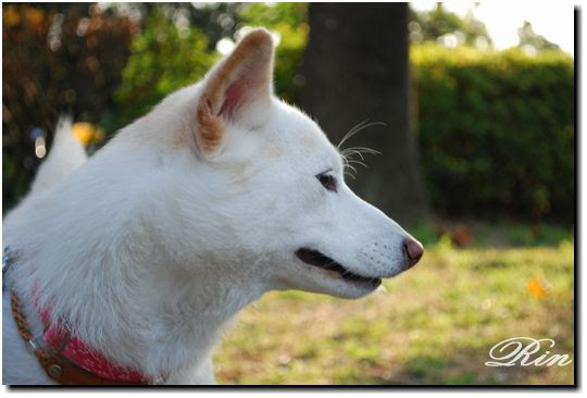 横顔 白柴親子 凛と奈々