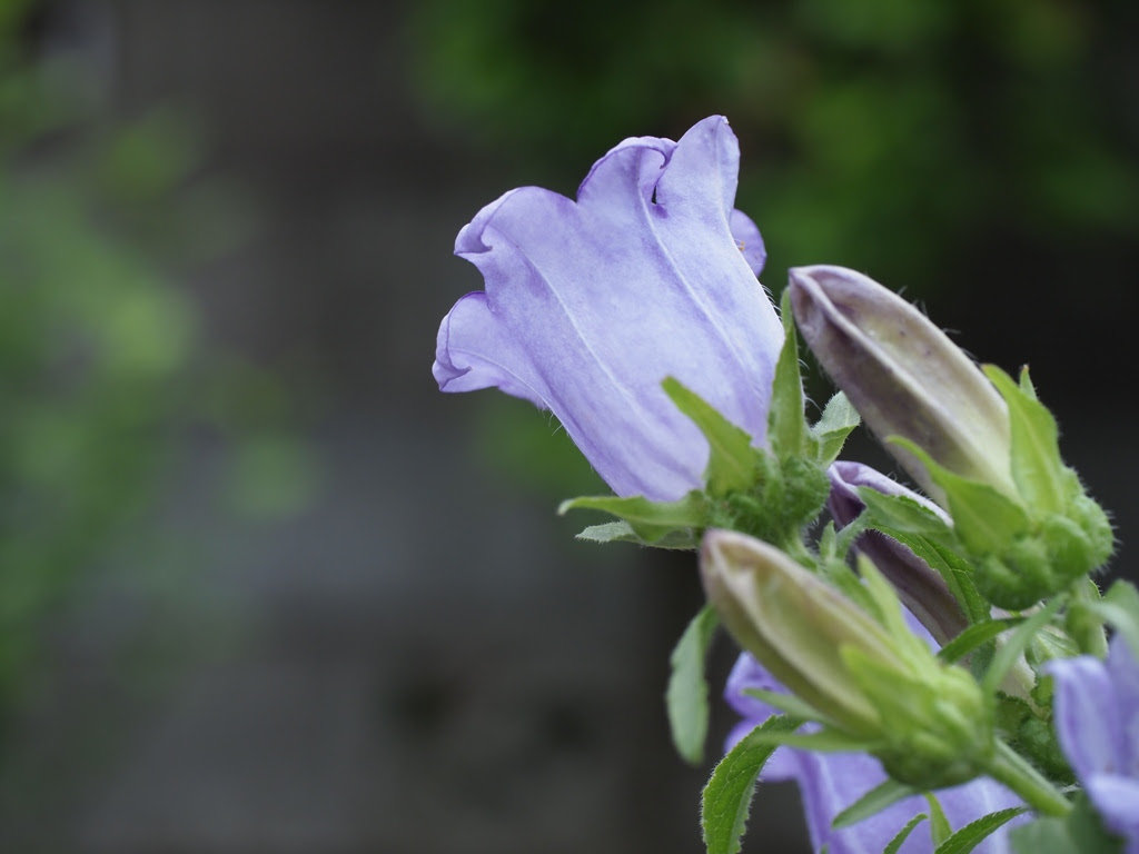 梅雨にも負けずカンパニュラ 花 月 星