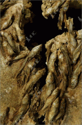 imagebam.com