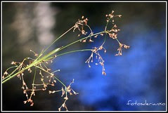 Planta