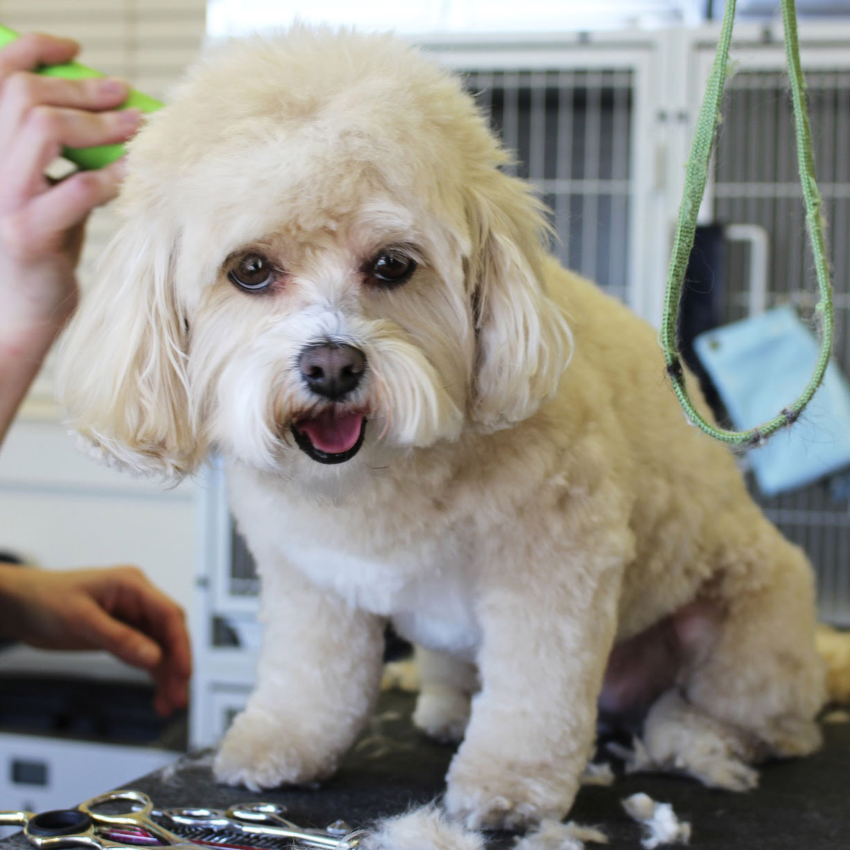 愛犬がトリミング時に暴れる原因と対策