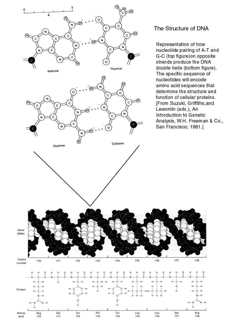 DNA structure
