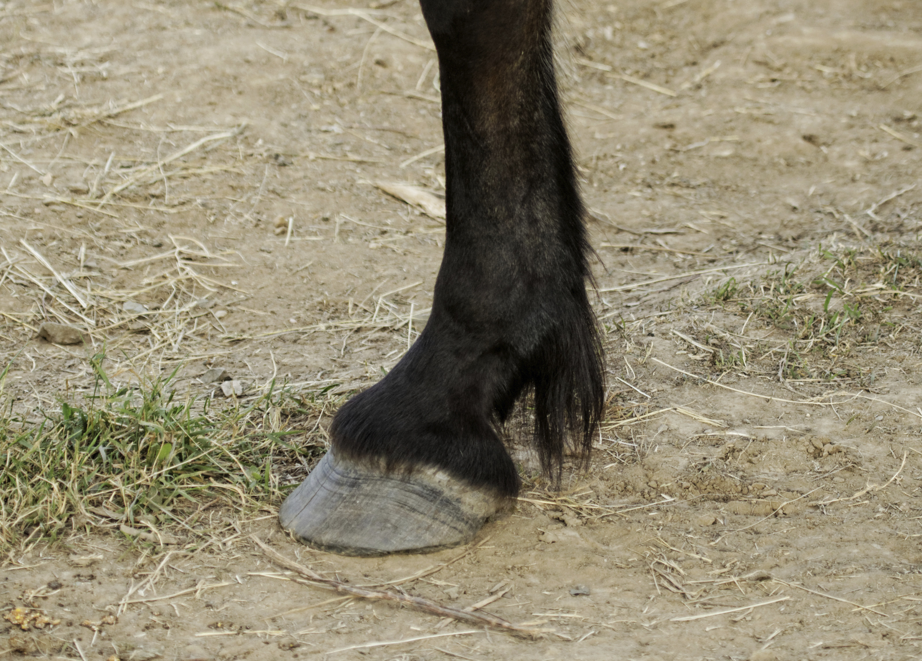 How To Treat Fescue Foot In Cows Animals Mom Com