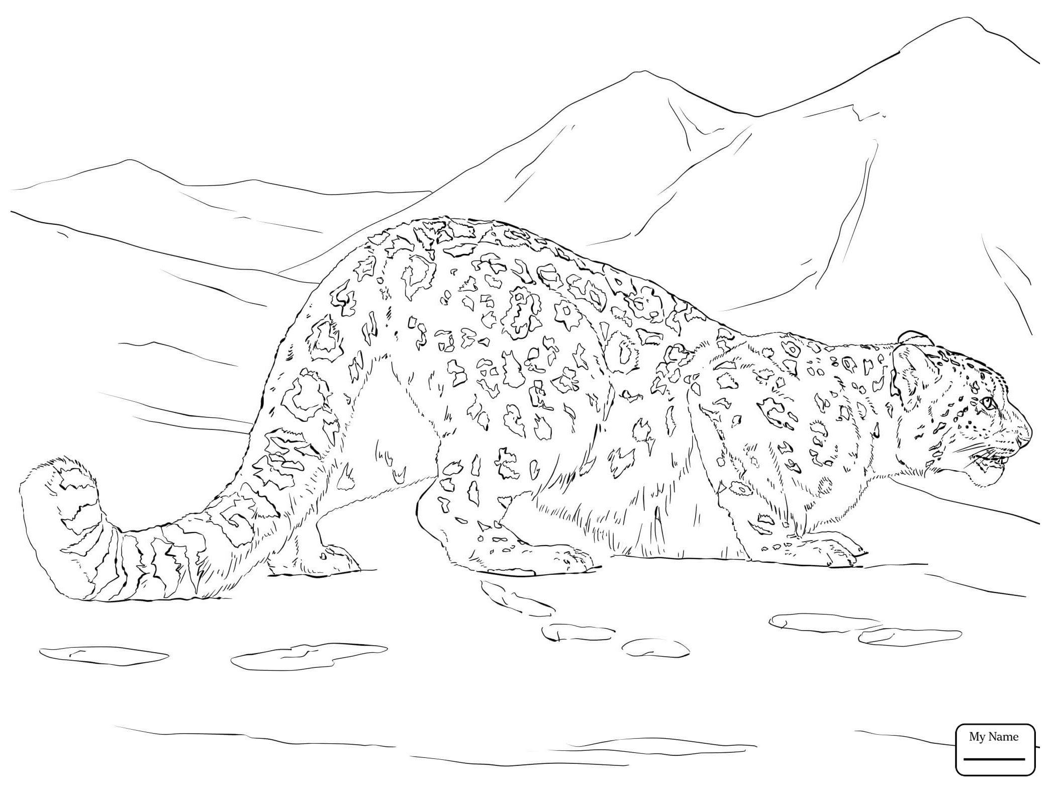 Snow Leopard Coloring Pages at GetColorings.com | Free ...