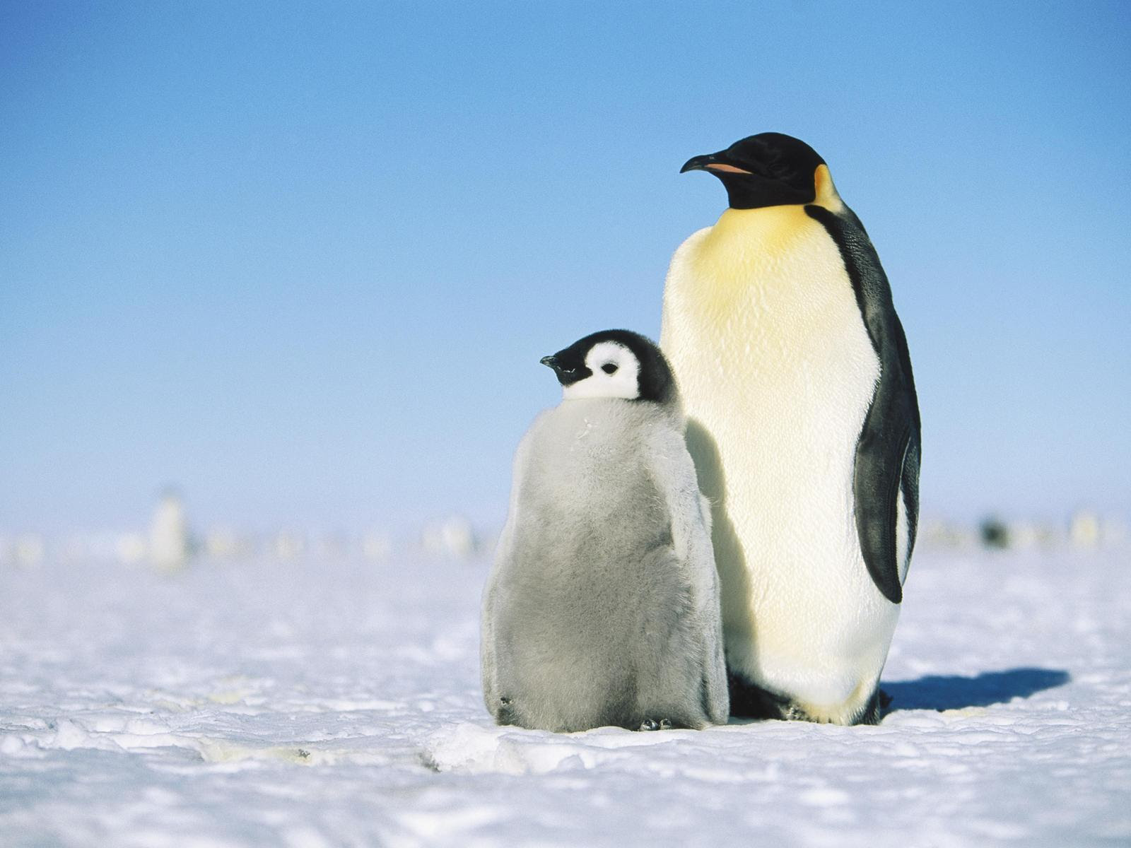 Penguin Wallpapers Wallpaper Cave HD Wallpapers Download Free Images Wallpaper [wallpaper981.blogspot.com]