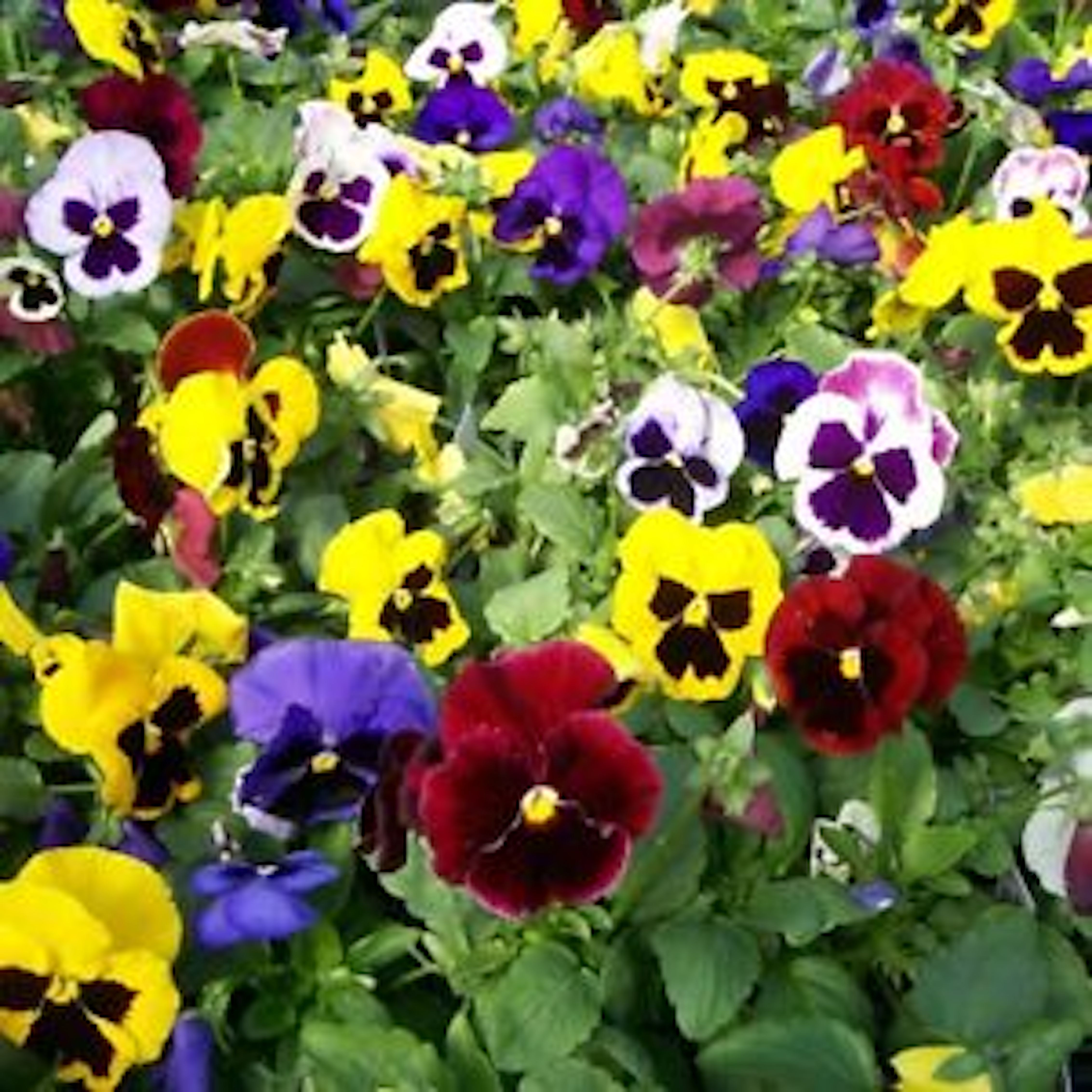パンジーの摘心のやり方や時期について 植物navi