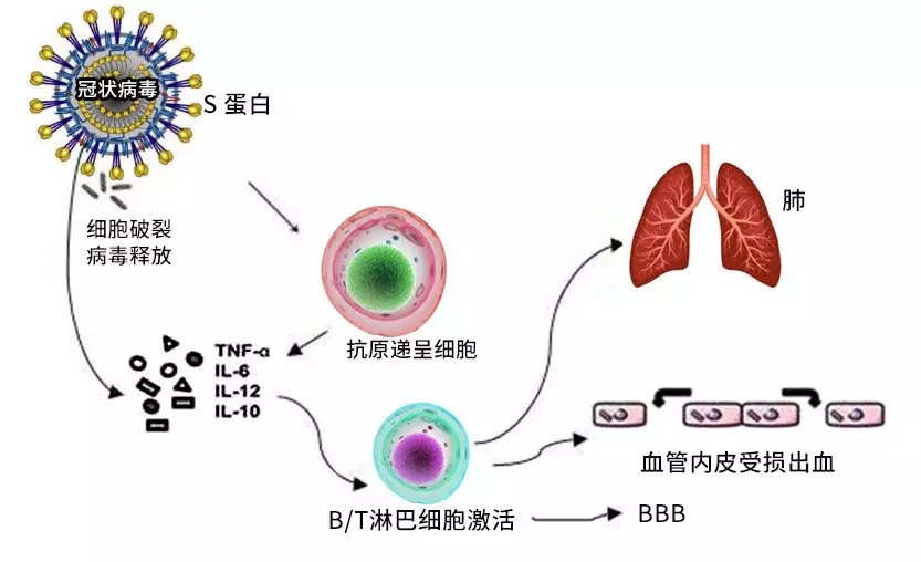 新冠靶点新视角之一 细胞因子风暴 患者