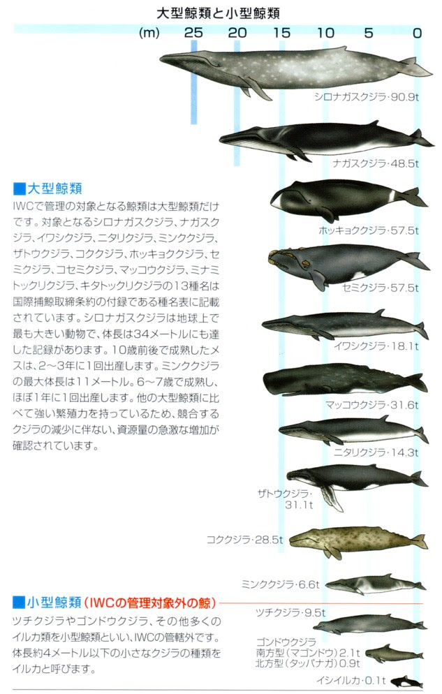 1759 Strong 小松 正之 Font Color Green クジラと日本人 Font 食べてこそ共存できる人間と海の関係 Strong 02 04 青春出版社playbooks Intelligence Hurec Afterhours 人事コンサルタントの読書 映画備忘録