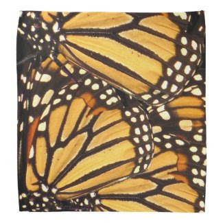 Monarch Butterfly Abstract