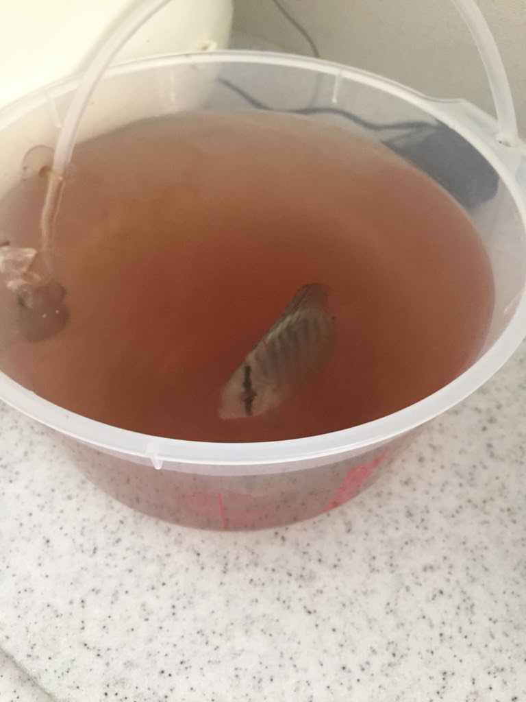ココア浴の方法 やり方 アクアリウム 熱帯魚の飼育 初心者のためのブログ