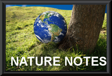 Nature Notes by Rambling Woods