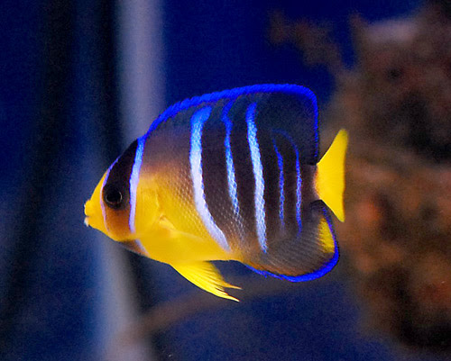 海水魚 サンゴ 熱帯魚 テラリウム 飼育