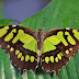 Green Insect With Wings Uk / I think this is a green vegatable bug (nezara viridula, a.k.a.