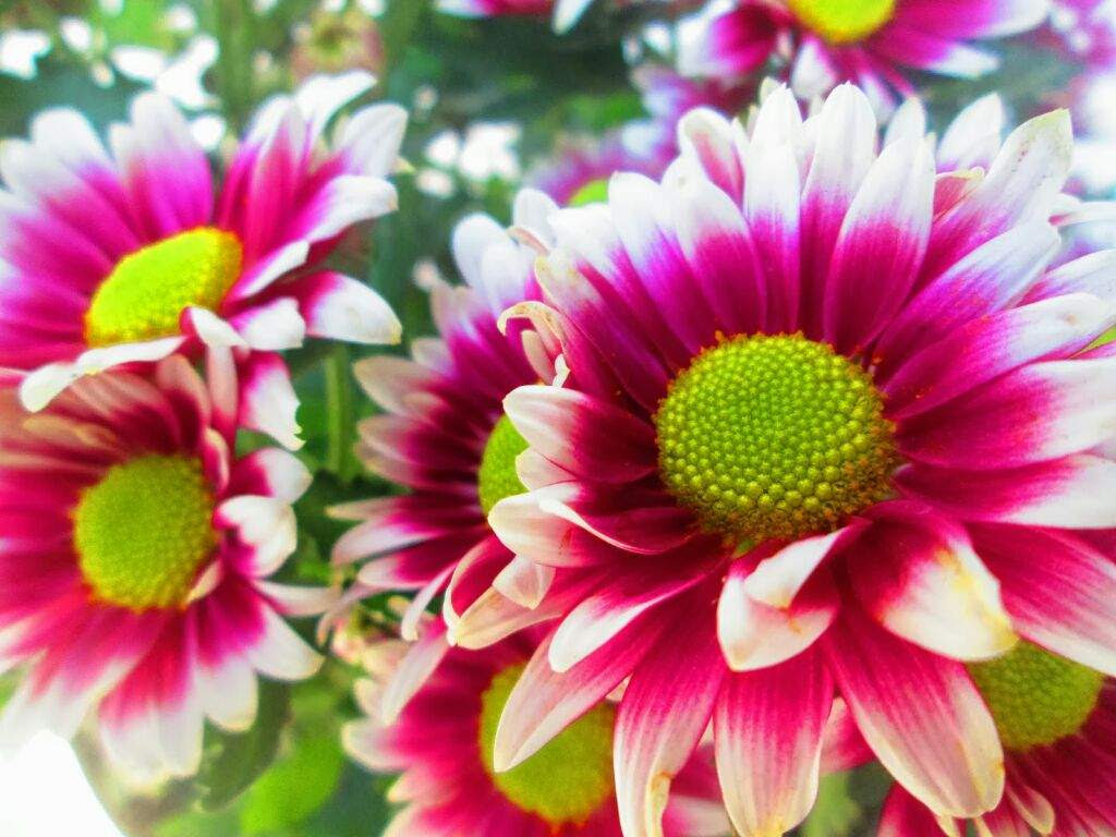 Cryshantemum Flower BTS ARMY INDONESIA AMINO Amino Cryshantemum Flower BTS ARMY INDONESIA AMINO Amino
