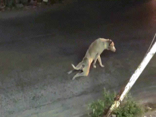 Clip: Chú chó lê lết bằng hai chân và cái kết ”siêu thốn”