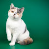 Everything You Need To Know About Calico Cat Short Hair