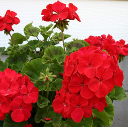 Tanaman Geranium Merah Tanaman Geranium Merah