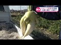 [ベスト] 大根 面白い 257460-大根 形 面白い