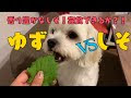 犬 大葉 937635-犬 大葉食べた
