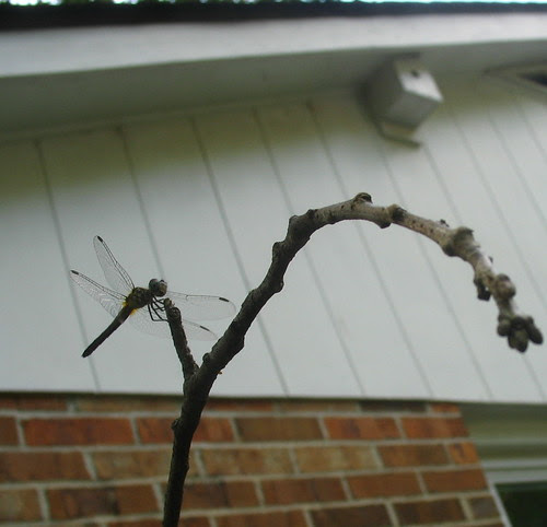 nature notes dragonfly br IMG_2970b
