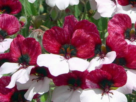 パンジーゼラニウムの花言葉 パンジーゼラニウムの花言葉と名前の由来