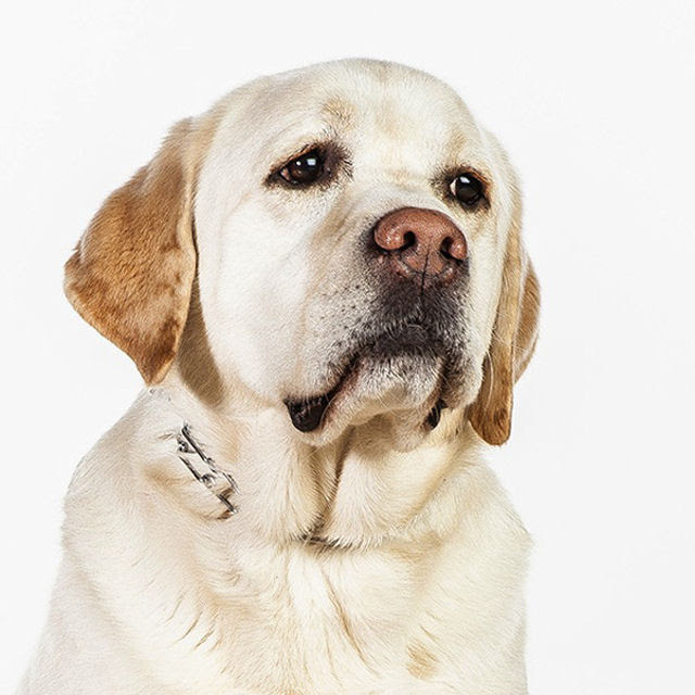 Retratos de cães cheios de personalidade 10